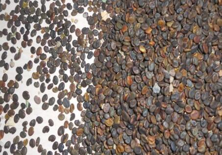 黄芪的种植时间